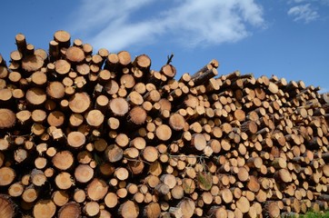 Charpente en bois massif