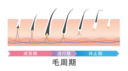 styliste-capillaire