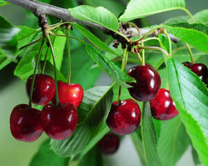 Les arbres fruitiers