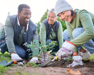 la plantation d'arbres