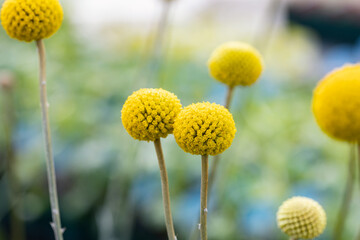 plantes indigènes