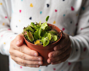 Les plantes carnivores