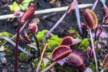 plantes carnivores