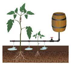 Les conseils d'un jardinier