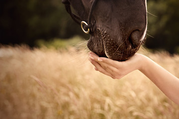 technicien en animalerie et les animaux