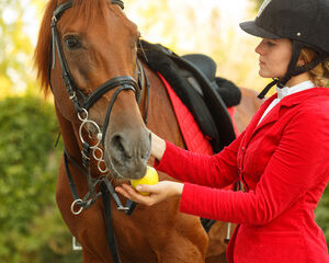 soigner les chevaux