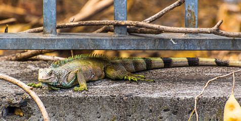 langage des gardiens de zoo