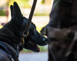 Brigade canine