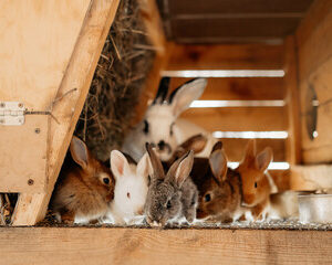 animaux de compagnie