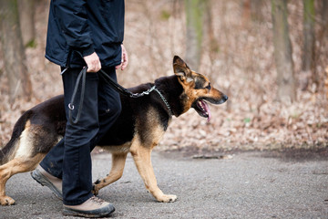 confiance entre le chien et son maître