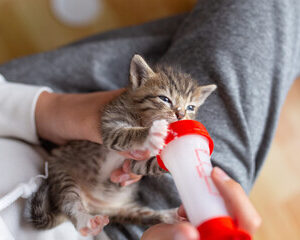 Les meilleures courses d'animaux de compagnie hautes à Paris