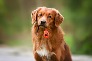 métier de dresseur de chiens