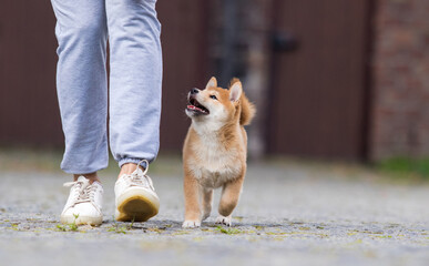 secrets des dresseurs de chiens