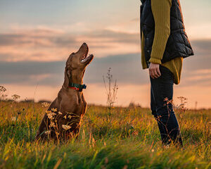 gestion des comportements canins