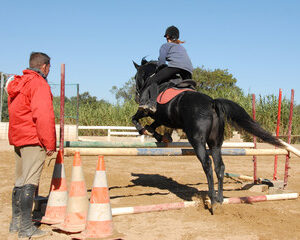 enseignement de l'équitation