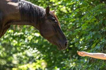 entretenir et soigner les chevaux