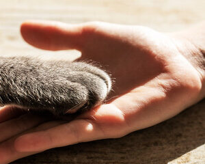 empathie envers les animaux