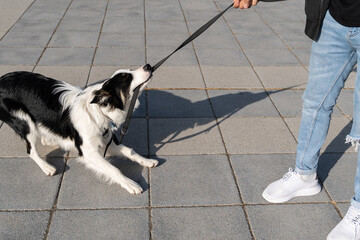 les dresseurs de chiens