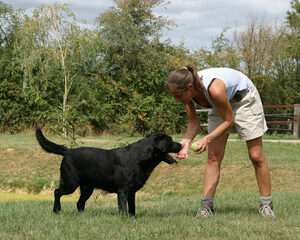 relation maître chien