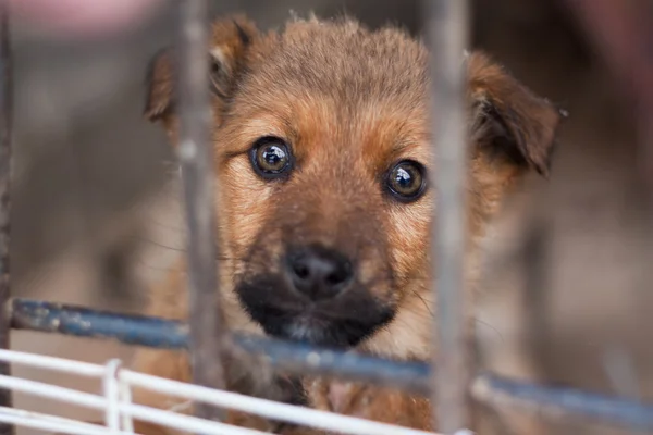 gestion des ressources dans un refuge animalier