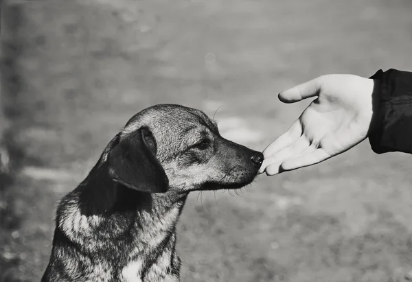 abandons d'animaux