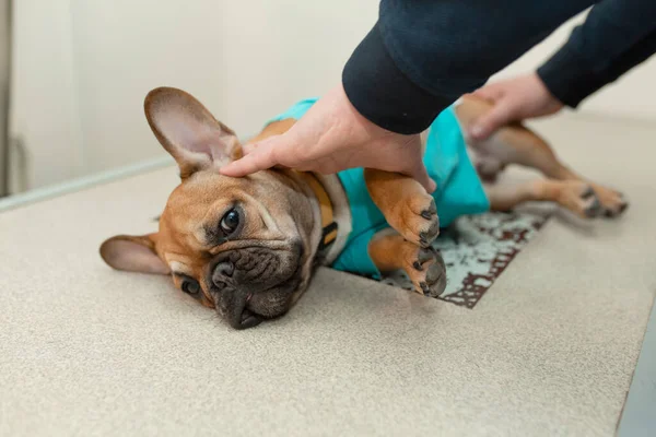 Comment devenir technicien en animalerie à Paris : formation et parcours