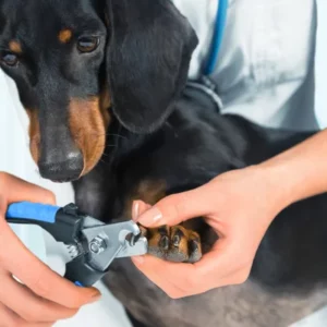 technicien en animalerie