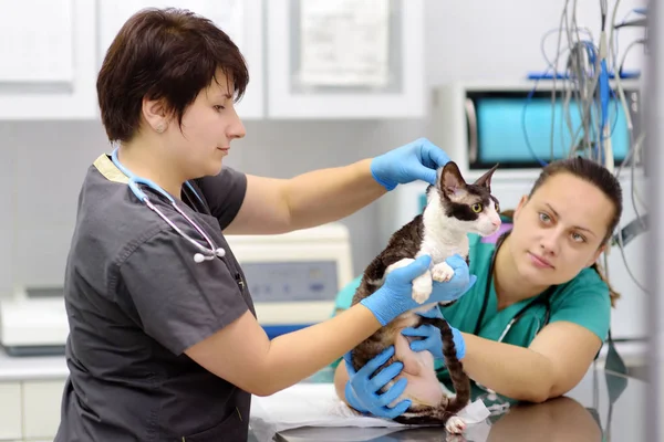 quotidien d'un technicien en animalerie