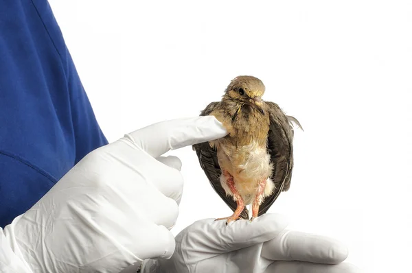 métier de technicien en animalerie