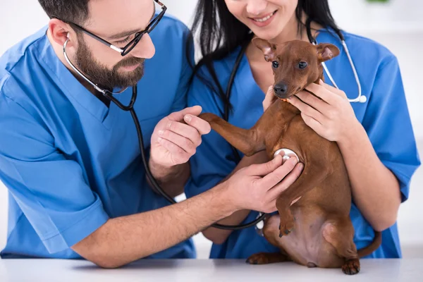 rôle essentiel du technicien en animalerie