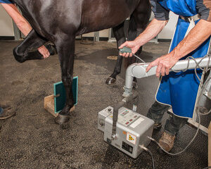 spa pour les chevaux