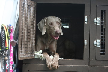 en tant que transporteur d'animaux