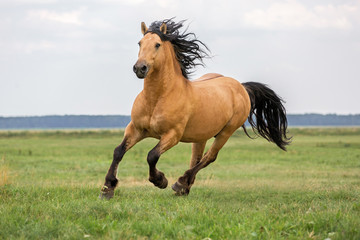 amour des chevaux