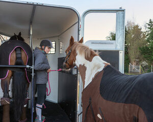 transport animaux