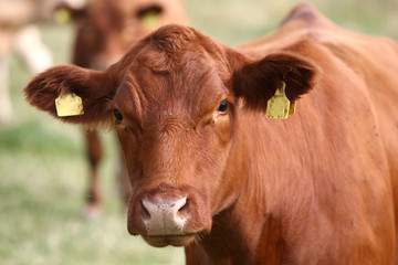 identification et le marquage des animaux