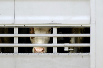 devenir un transporteur d'animaux compétent