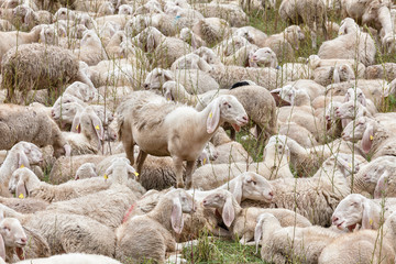 surveillance des bergers-bergères