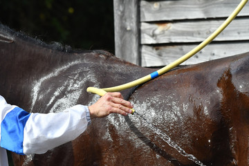 toiletteuse pour chevaux à Paris