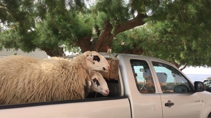 lors du transport d'animaux