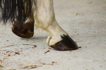 esthétiques pour chevaux