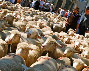  transhumance 