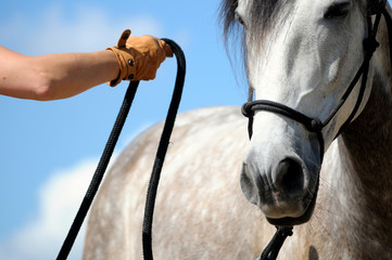 entretien des chevaux