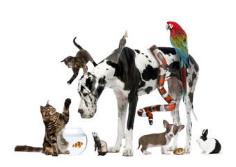 Comportementaliste animalier à Paris : une approche personnalisée pour chaque animal