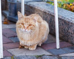 pensionnat pour chiens et chats