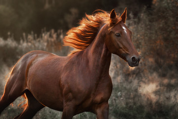 service des chevaux