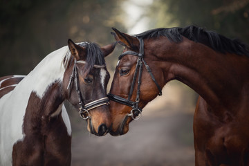 les propriétaires de chevaux