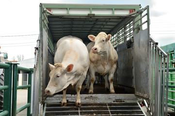 éthiques des transporteurs d'animaux