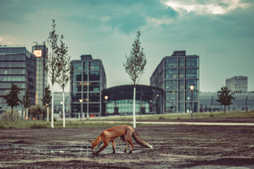 préservation de la nature en ville