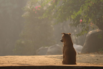 besoins individuels des animaux