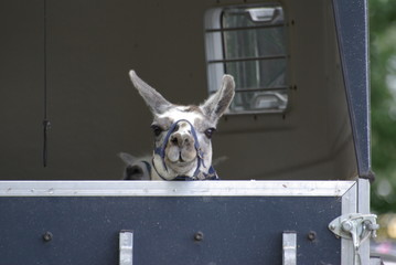 formation pour les transporteurs d'animaux